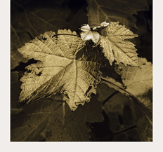 Greywacke Chardonnay