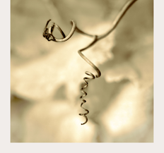 Greywacke Pinot Gris