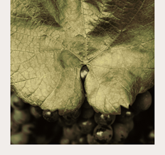 Greywacke Sauvignon Blanc