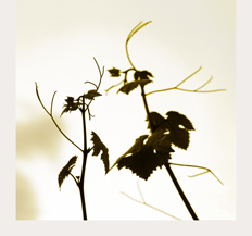 Greywacke Wild Sauvignon